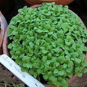 Herb Basil Bush Seeds