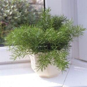House Plant Asparagus sprengeri 10 Seeds