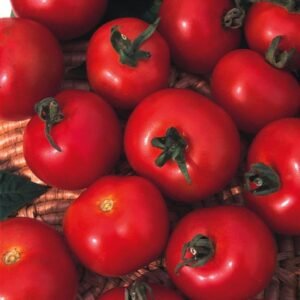 Tomato Moneymaker Seeds