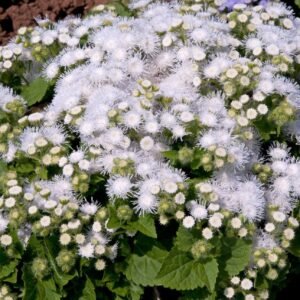 Ageratum Champion White Seeds