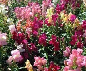 Antirrhinum Crown Mixture Seeds