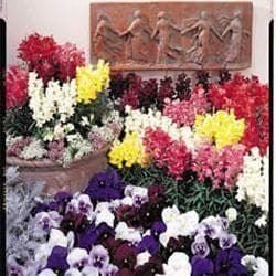 Antirrhinum Rainbow Mixture Seeds