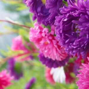 Aster Carousel Mixed Seeds