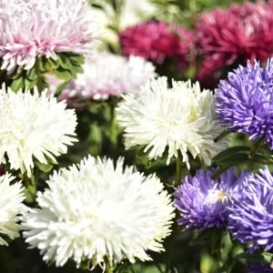 Aster Milady Mixed Seeds