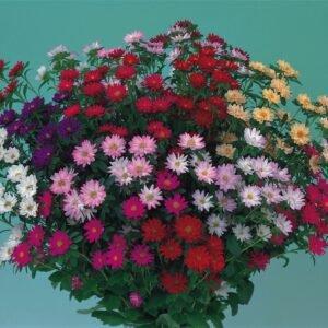 Aster Serenade Mix Seeds