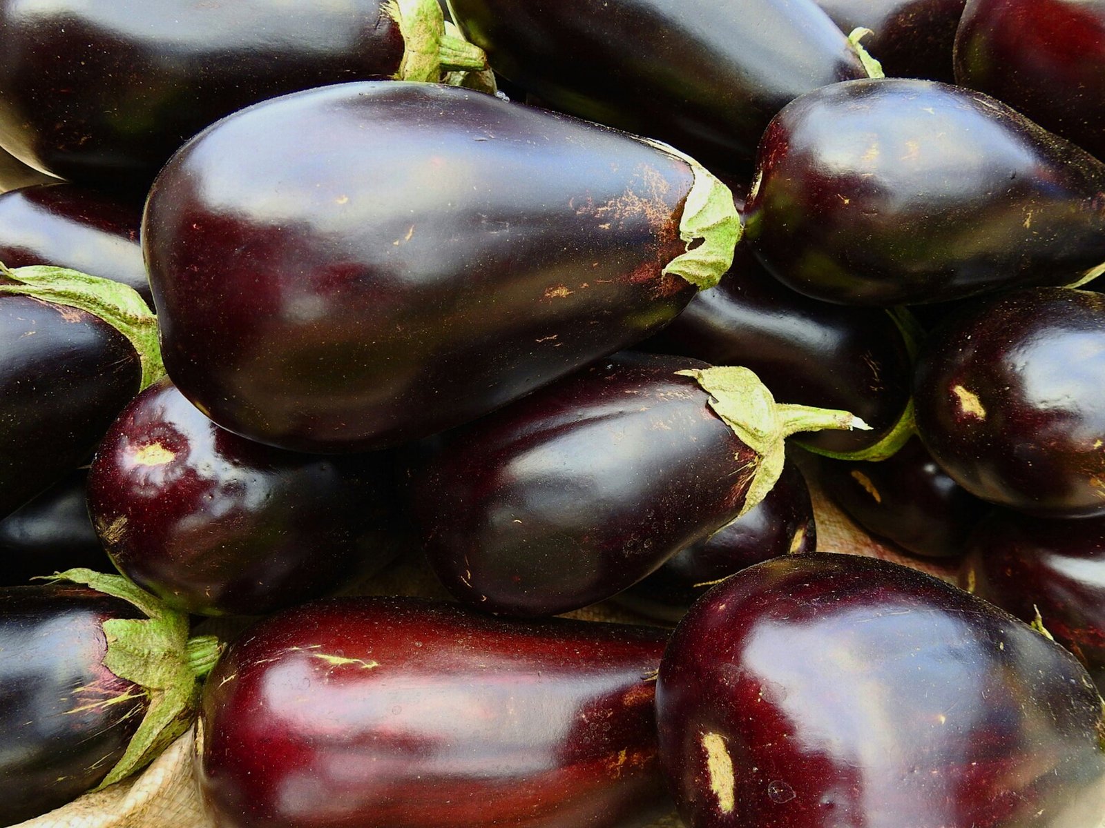 Aubergine Black Beauty Seeds