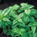 Basil Sweet Genovese Seeds