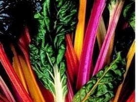 Beet Leaf Chard Bright Lights Seeds