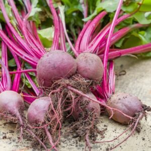 Beetroot Boltardy Seeds