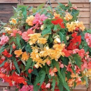 Begonia Illumination Mixed F1 Hybrid Seeds