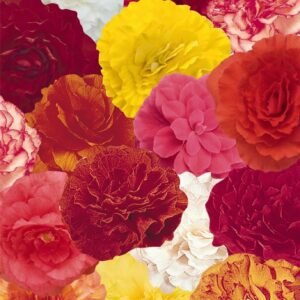 Begonia Nonstop Mixed F1 Hybrid Seeds