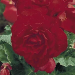 Begonia Nonstop Red F1 Hybrid Seeds