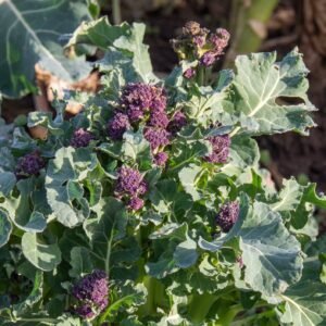 Broccoli Early Purple Sprouting Seeds