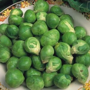 Brussel Sprout Evesham Special Seeds