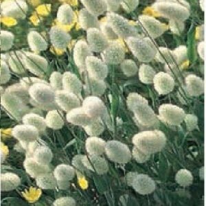 Bunny's Tails Lagurus ovatus Seeds