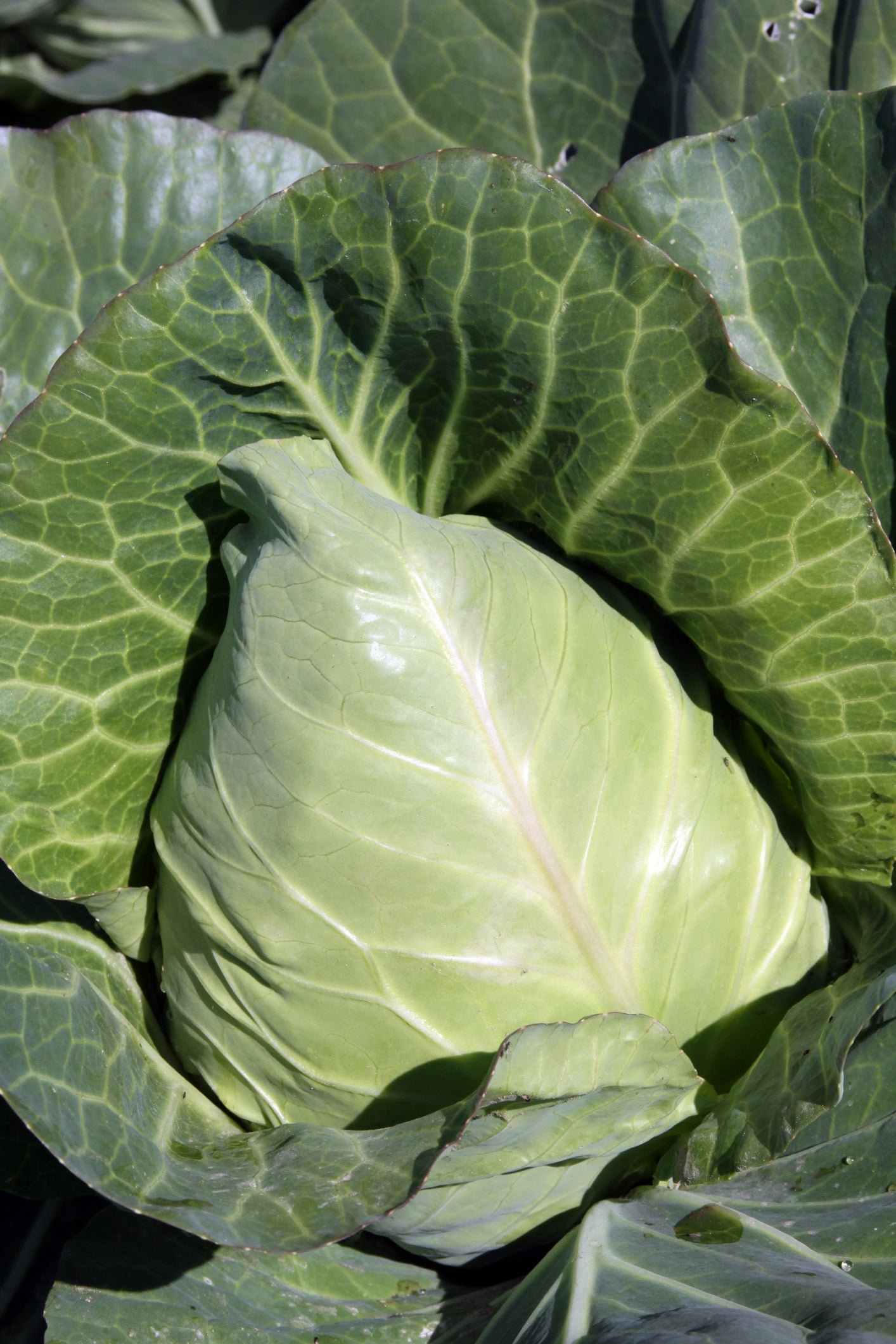 Cabbage Durham Early Seeds
