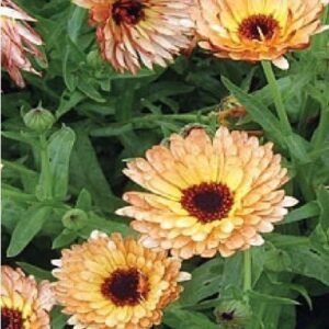 Calendula Officinalis Pot Marigold Indian Prince Seeds