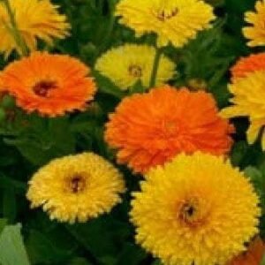 Calendula officinalis Pot Marigold Pacific Beauty Mix Seeds