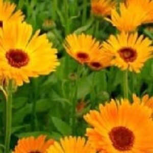 Calendula officinalis Pot Marigold Nova Seeds
