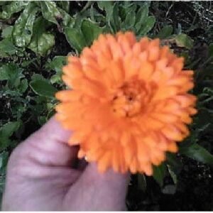 Calendula officinalis Pot Marigold Seeds