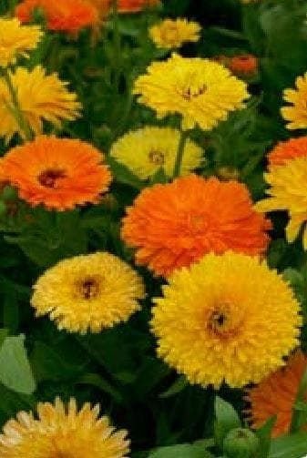 Calendula officinalis Pot Marigold Pacific Beauty Mix Seeds
