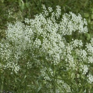 Caraway Carum carvi Seeds
