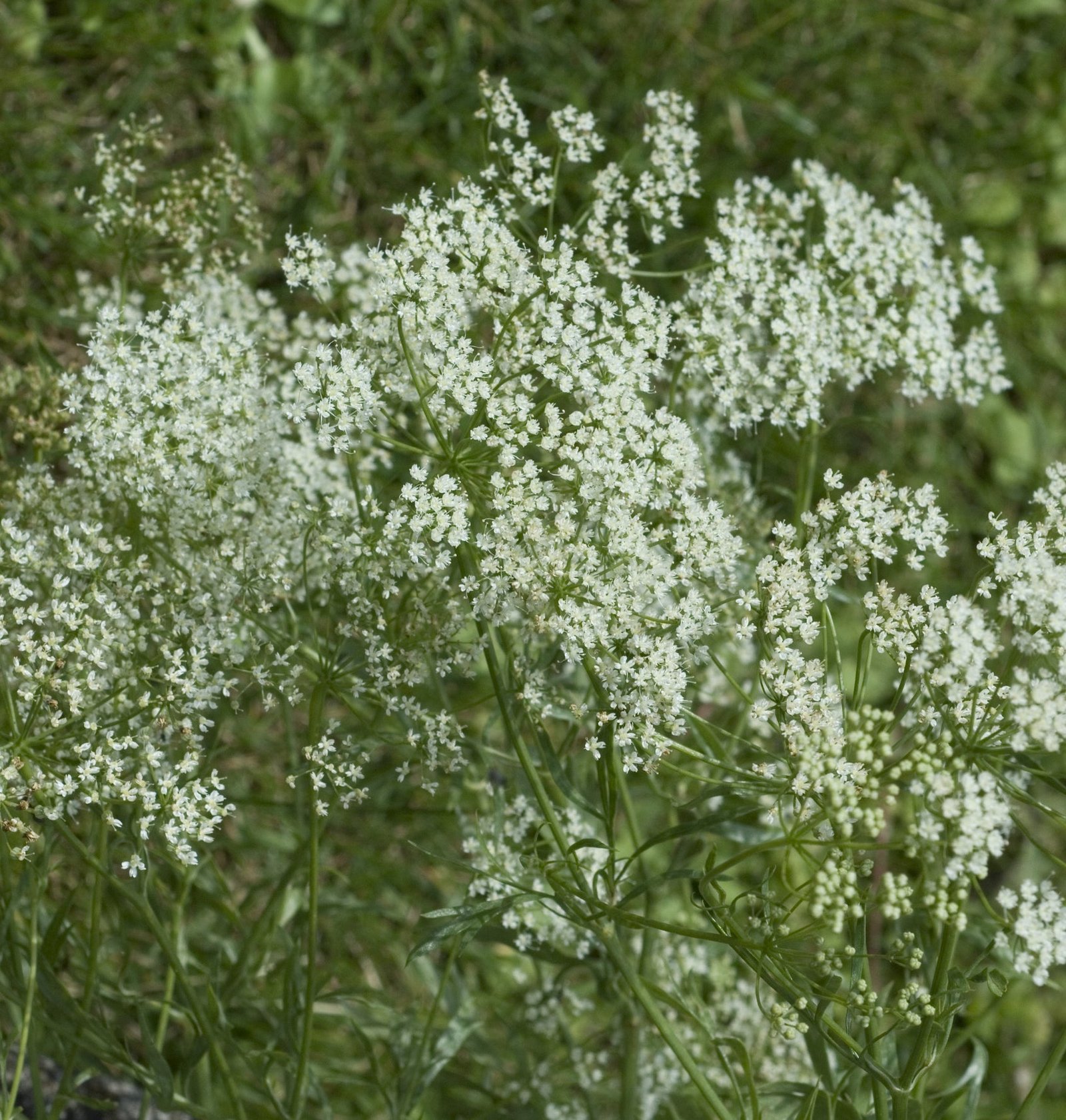 Caraway Carum carvi Seeds