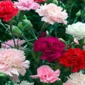 Carnation Chabaud Mixed Seeds