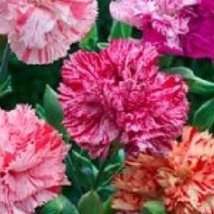 Carnation Chabaud Picotee Fantasy Mixed Seeds
