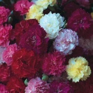 Carnation Dwarf Fragrance Seeds