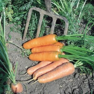 Carrot Flyaway F1 Hybrid Seeds
