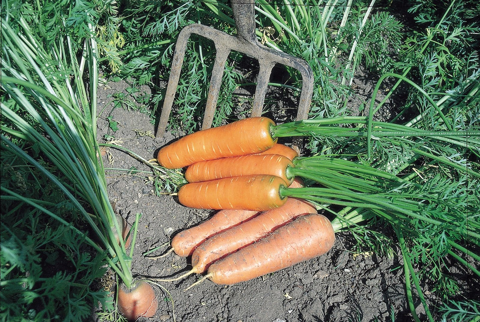 Carrot Flyaway F1 Hybrid Seeds