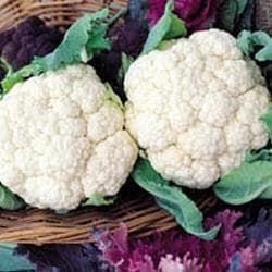 Cauliflower Snowball Seeds