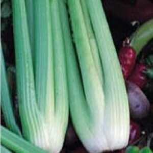 Celery Green Utah Seeds