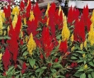 Celosia Cristata Century Mixed Seeds