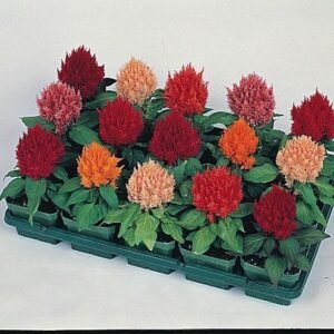 Celosia cristata Kimono Mixed Seeds
