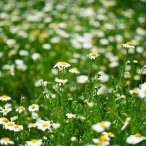 Chamomile Lawn - Roman Chamaemelum Nobile Seeds