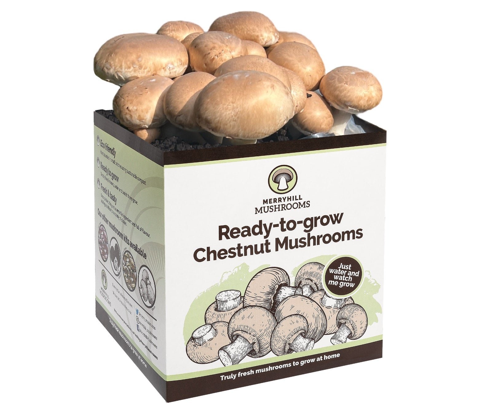 Chestnut Mushroom Growing Kit by Merryhill