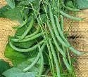 Climbing French Bean Blue Lake Seeds