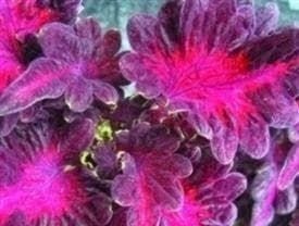 Coleus Black Dragon Seeds