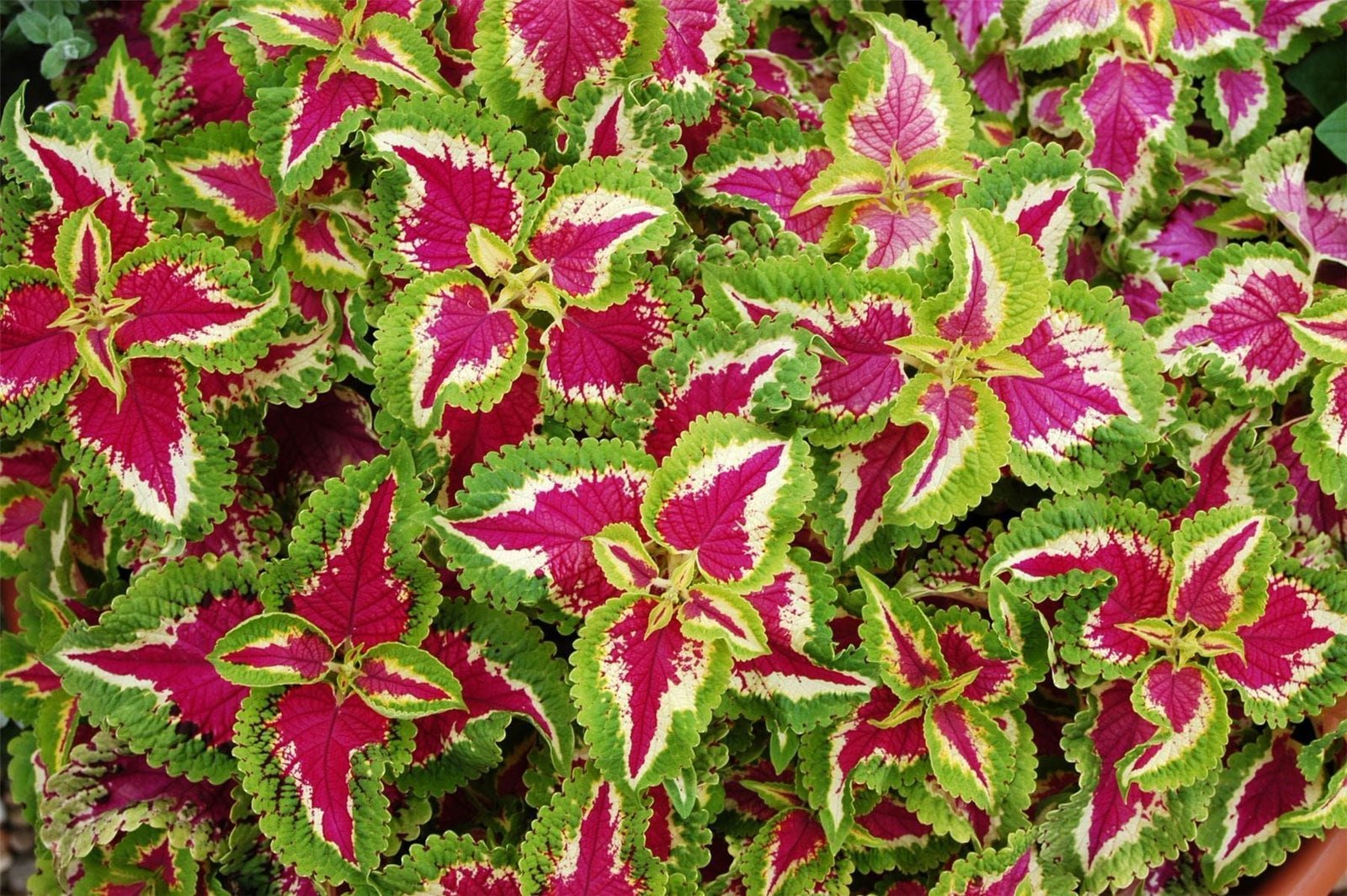 Coleus Wizard Rose Seeds