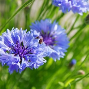 Cornflower Crown Double Strain Blue Seeds