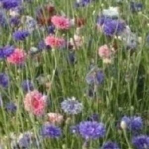 Cornflower Special Mix Seeds