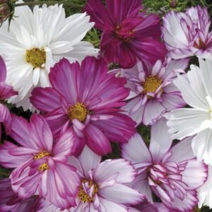 Cosmos Razzmatazz Mix Seeds