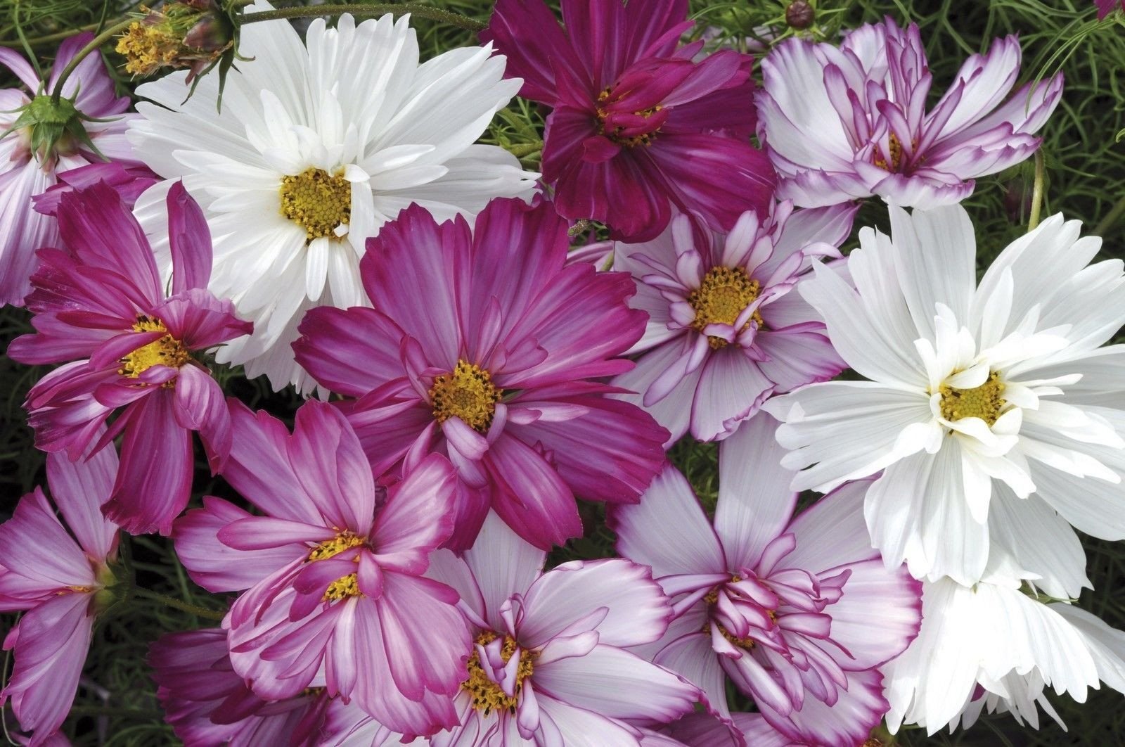 Cosmos Razzmatazz Mix Seeds