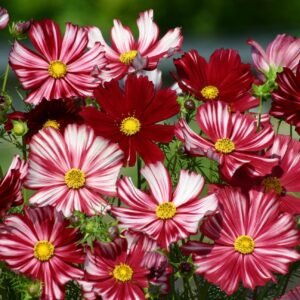 Cosmos Velouette Seeds