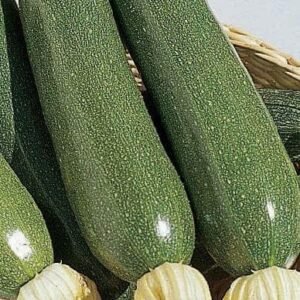 Courgette Defender F1 Hybrid Seeds