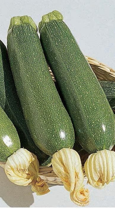 Courgette Defender F1 Hybrid Seeds