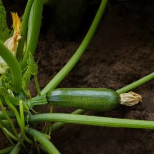 Courgette Green Bush Seeds