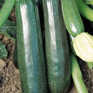 Courgette Sure Thing Seeds